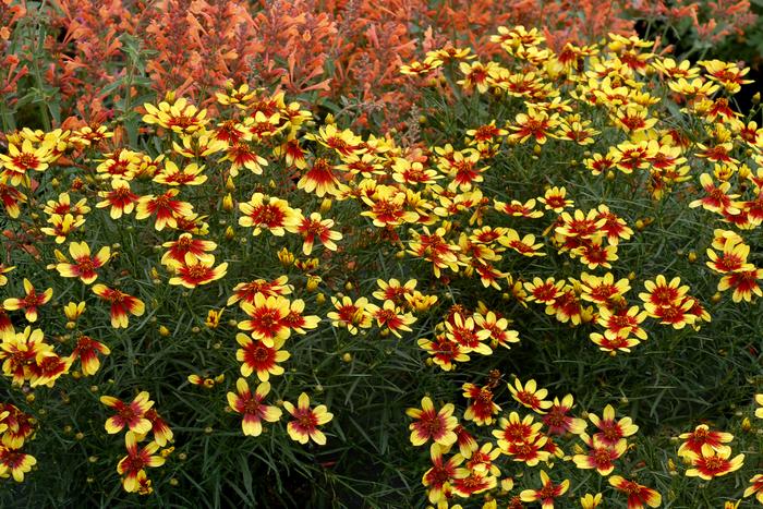 Coreopsis verticillata Bengal Tiger PP235345