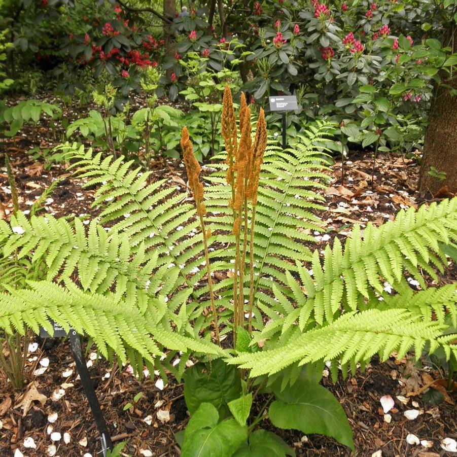 Osmunda cinnamomea