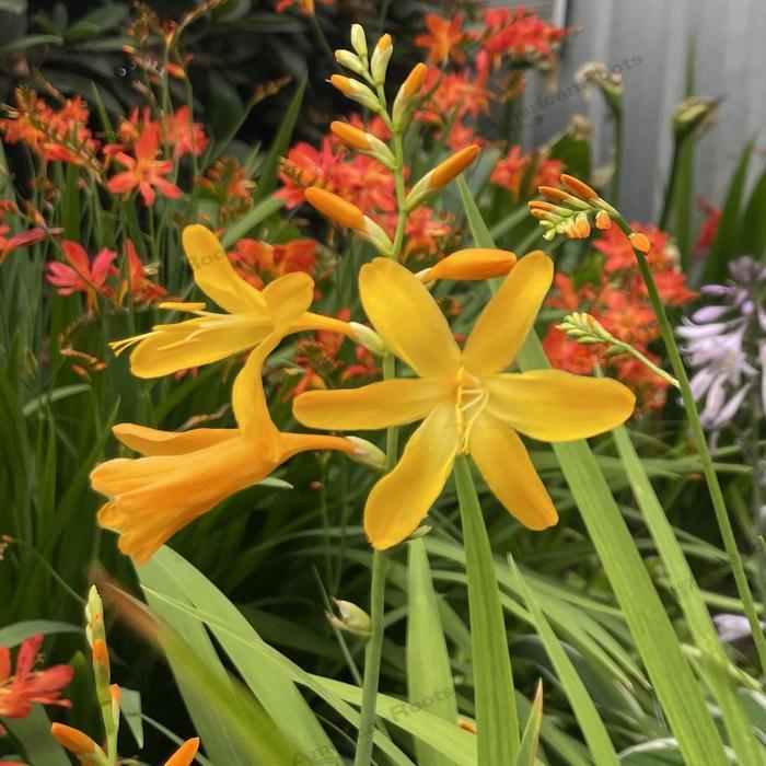 Crocosmia George Davison