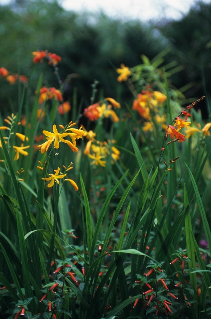 Crocosmia crocosmiiflora Emily McKenzie