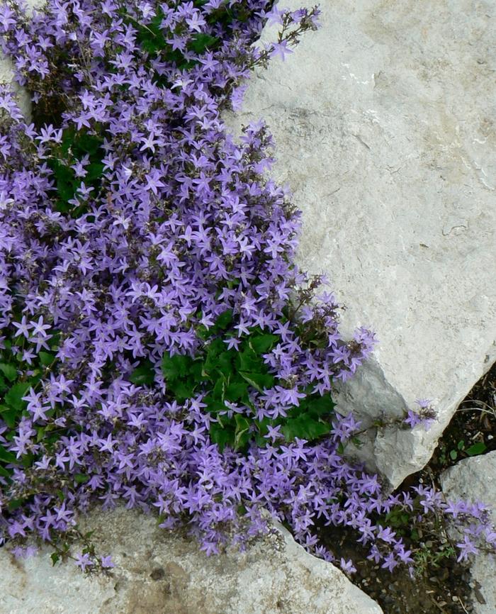 Campanula poscharskyana Blue Waterfall
