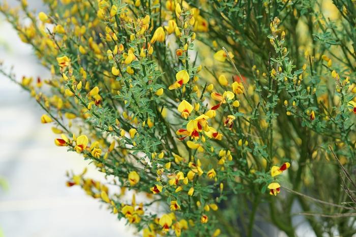 Cytisus scoparius Sister Disco® PP30186