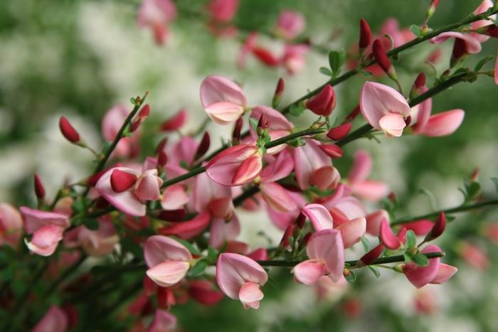 Cytisus scoparius Sister Rosie® PP30176