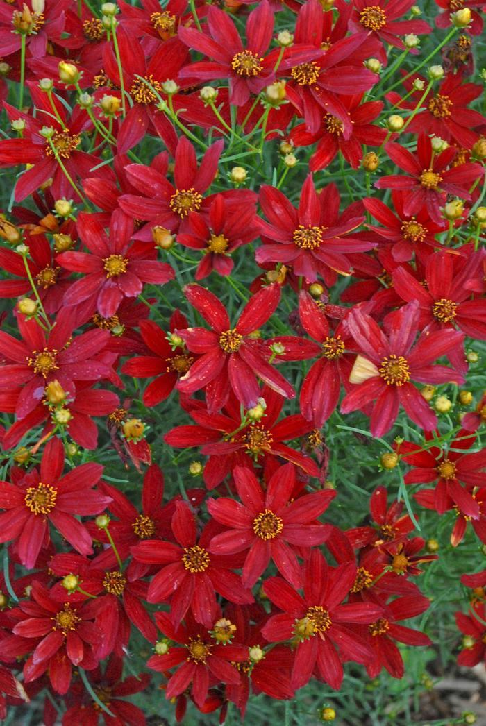 Coreopsis Sizzle & Spice® Hot Paprika PP28522
