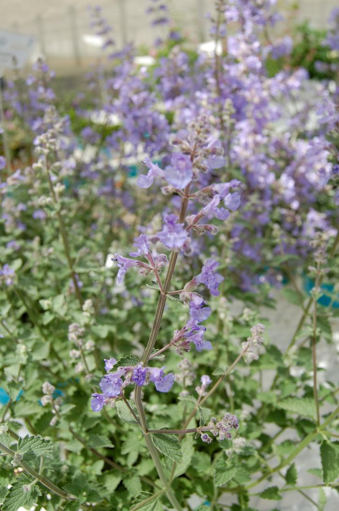 Nepeta x faassenii Kit Kat