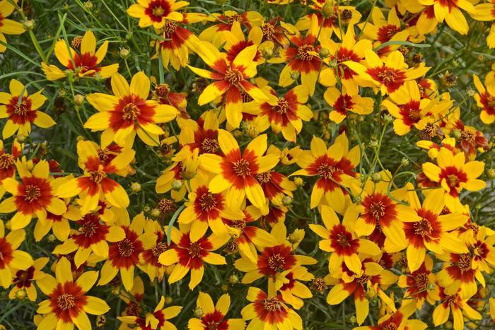 Coreopsis Sizzle & Spice® Curry Up PP28521