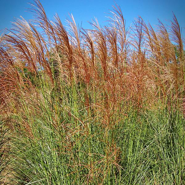 Miscanthus sinensis Scout™ PP30402