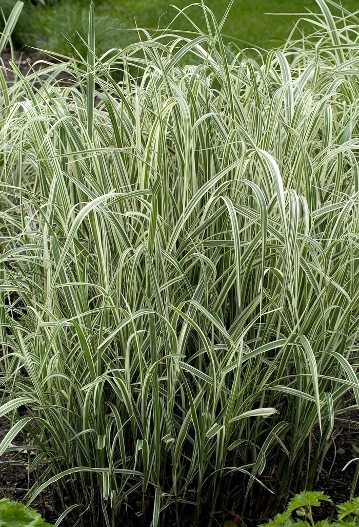 Miscanthus sinensis Variegata