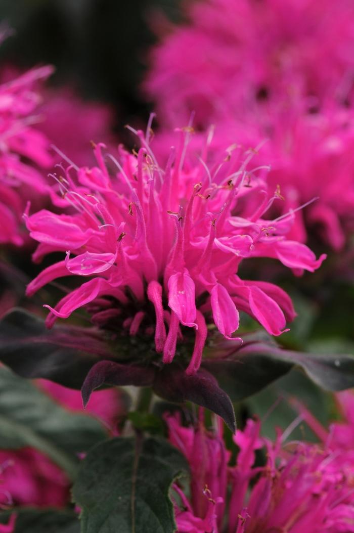 Monarda Balmy™ Rose PP26567