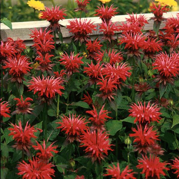 Monarda Gardenview Scarlet