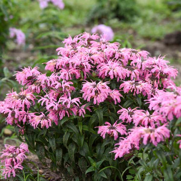 Monarda didyma Electric Neon Coral