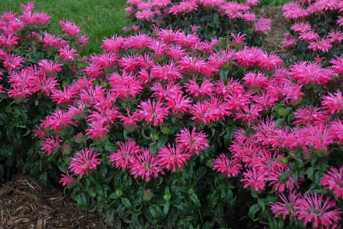 Monarda didyma Electric Neon Pink