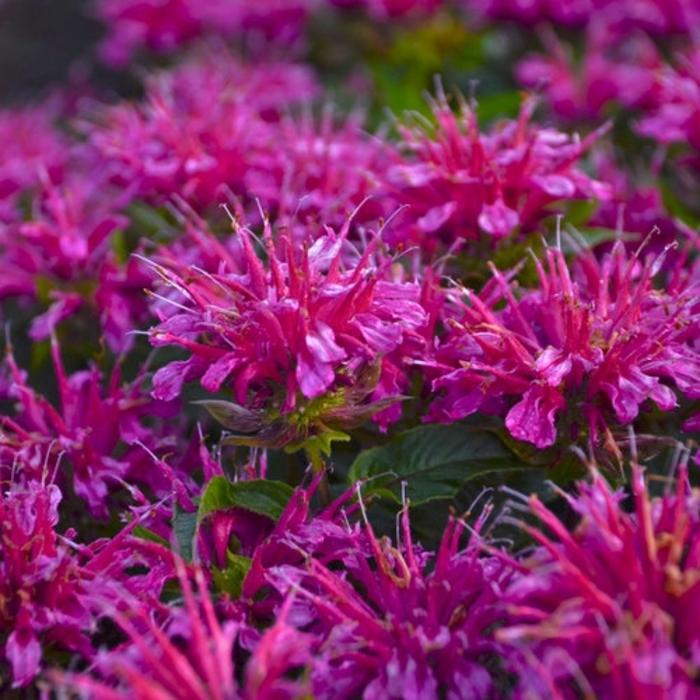 Monarda didyma Pardon My Purple