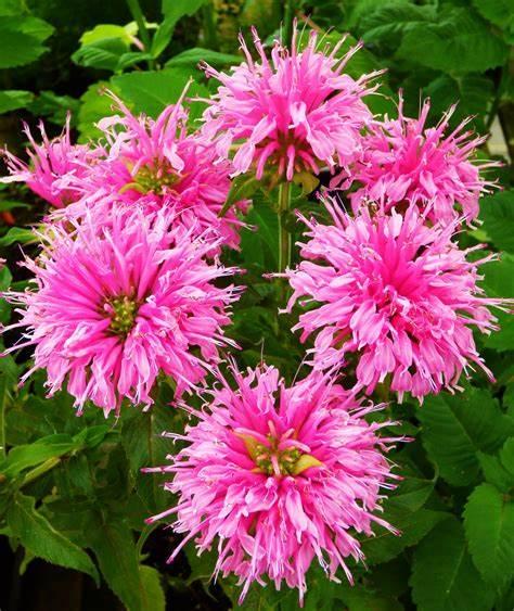 Monarda didyma Petite Delight
