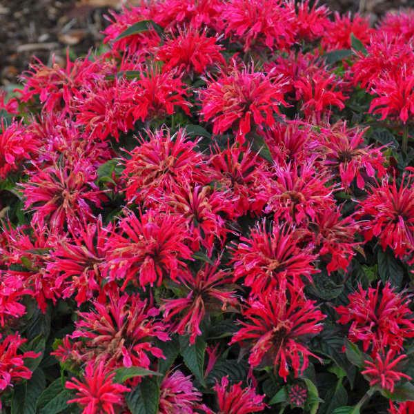 Monarda didyma Sugar Buzz® Cherry Pops