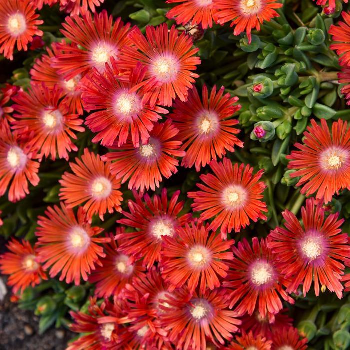 Delosperma Kaleidoscope™ Dancing Embers PPAF