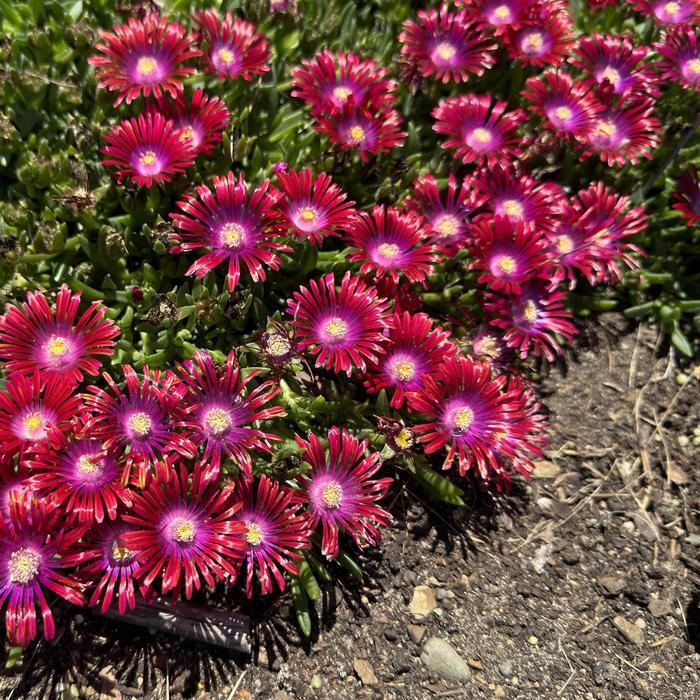 Delosperma Kaleidoscope™ Razzle Dazzle PPAF