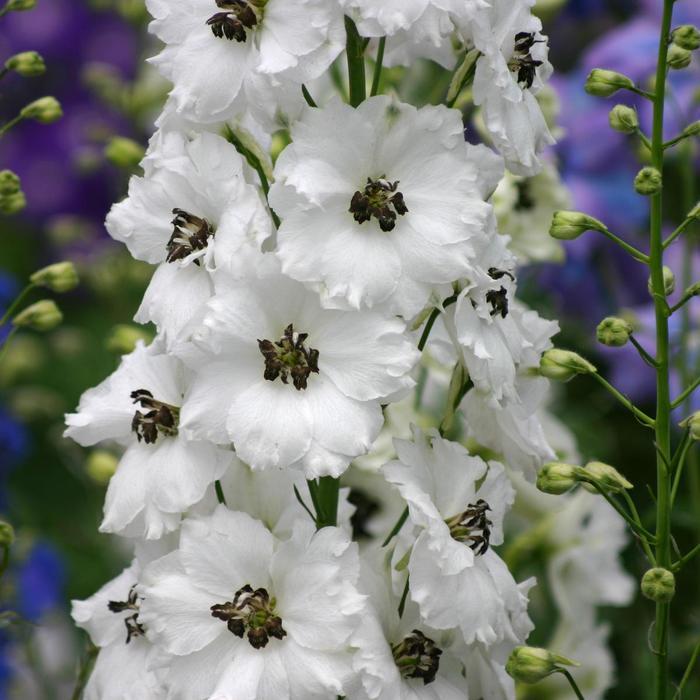 Delphinium New Zealand Black Eyed Angels