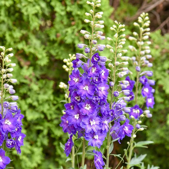 Delphinium elatum Violets Are Blue PP37102