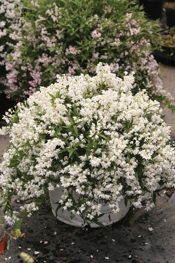 Deutzia Yuki Snowflake® PP25916