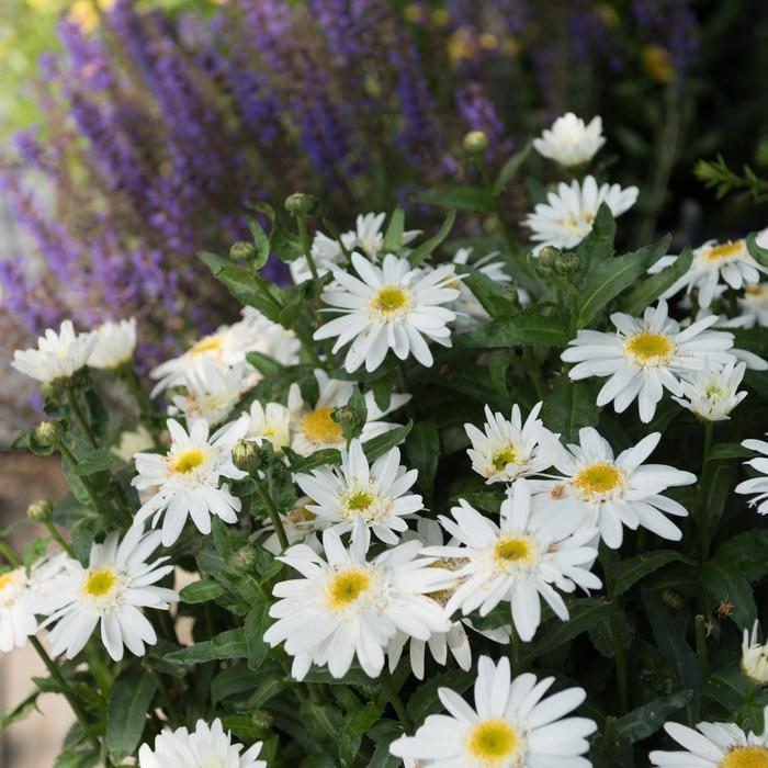 Leucanthemum Sweet Daisy Birdy