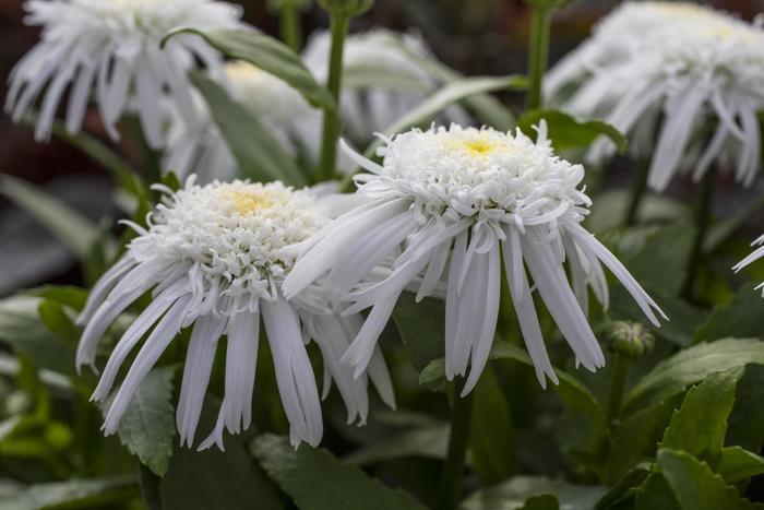 Leucanthemum x superbum Carpet Angel® PP22202