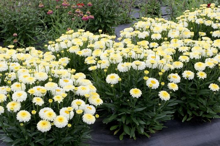 Leucanthemum x superbum Lemon Puff™ PP31455