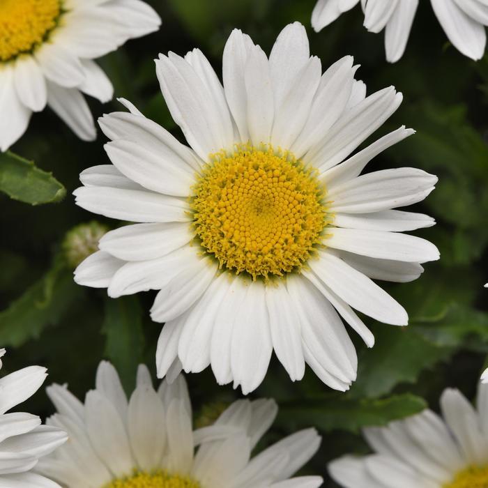 Leucanthemum x superbum Make My Daisy™ Happy PP35183