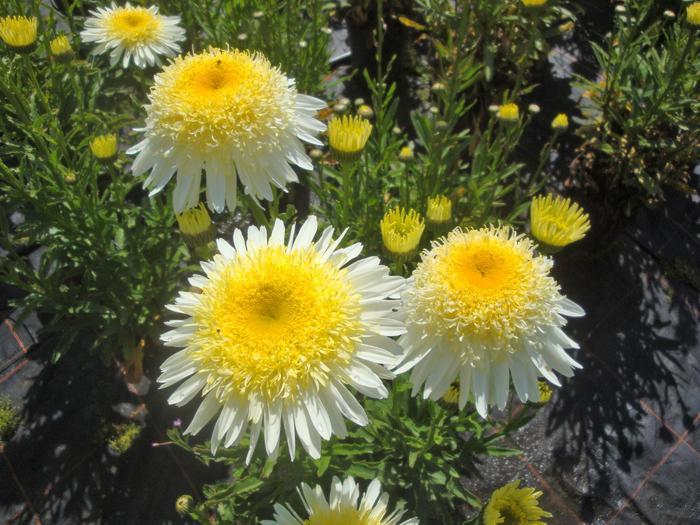 Leucanthemum x superbum Realflor® Real Glory