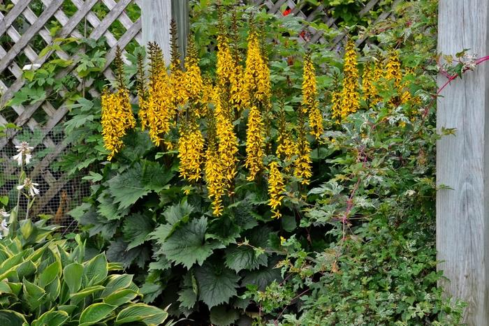 Ligularia Bottle Rocket