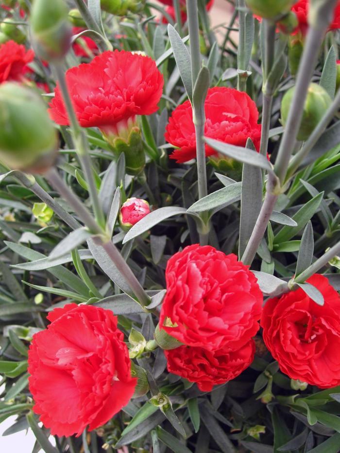Dianthus Early Bird™ Radiance PP21824