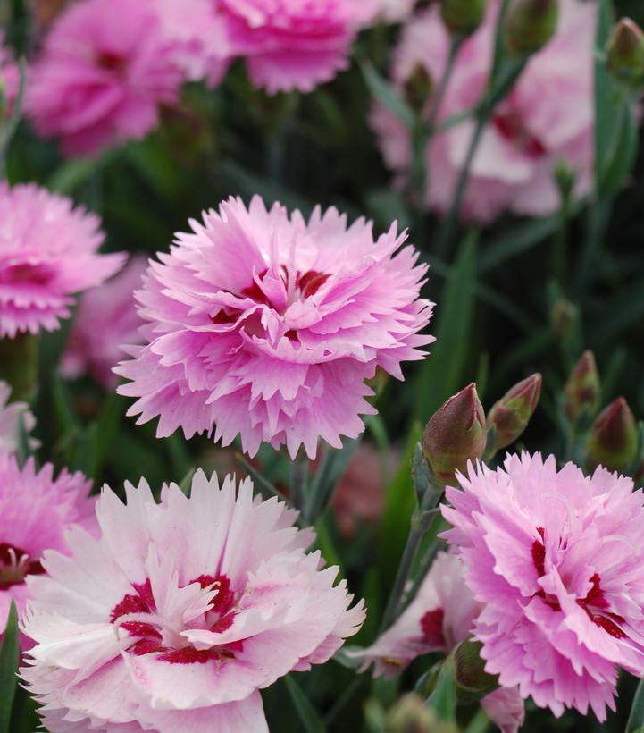 Dianthus Everlast™ Lavender+Eye
