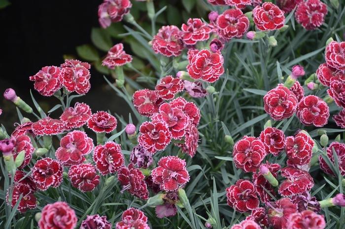 Dianthus Fruit Punch® Black Cherry Frost
