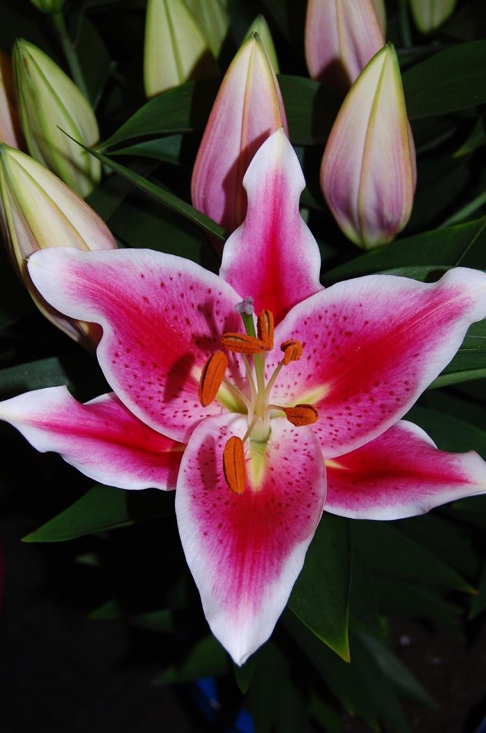 Lilium Oriental Stargazer After Eight