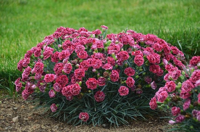 Dianthus Fruit Punch® Cherry Vanilla