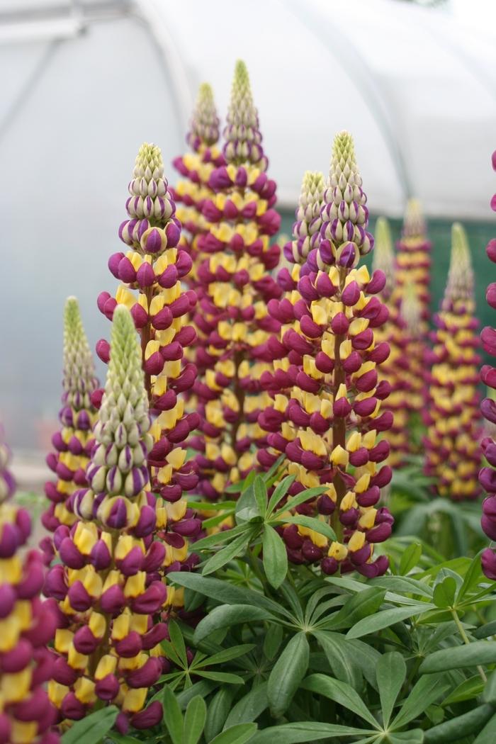 Lupinus Westcountry™ Manhattan Lights PP18868