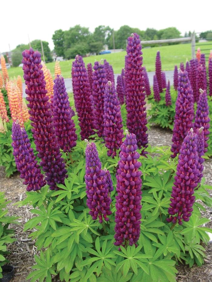 Lupinus Westcountry™ Masterpiece PP19739