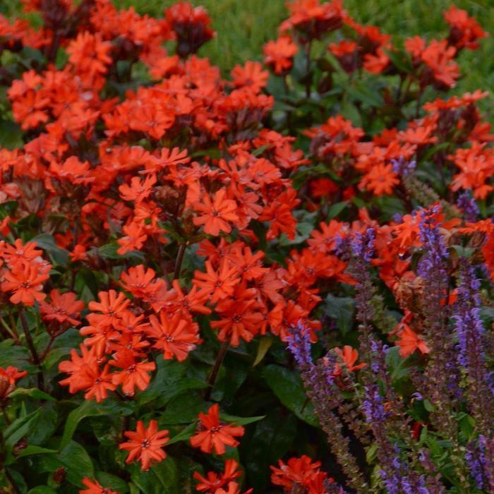 Lychnis arkwrightii Orange Gnome