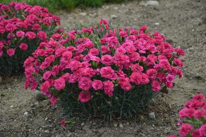 Dianthus Fruit Punch® Raspberry Ruffles