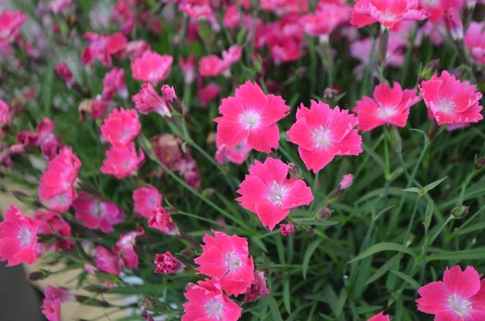 Dianthus Kahori® Scarlet