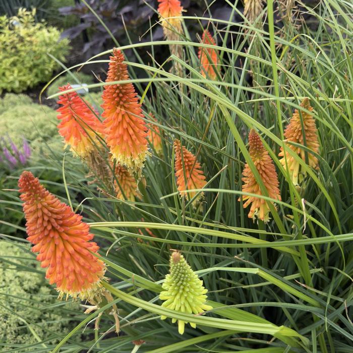 Kniphofia Pyromania® Backdraft