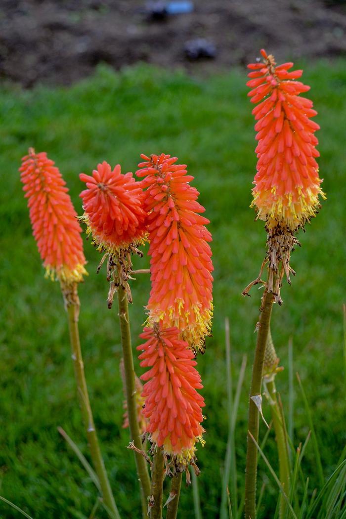 Kniphofia Winners Club™ Jackpot PP31283
