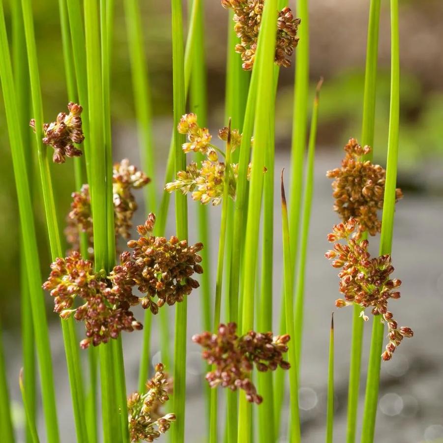 Juncus effusus 
