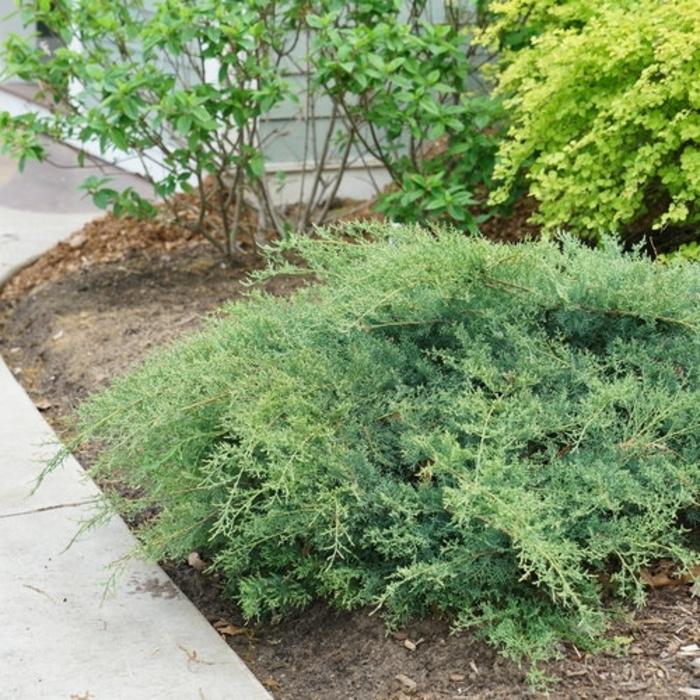 Juniperus chinensis Montana Moss® PP31704