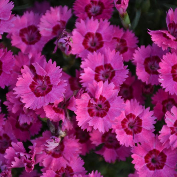 Dianthus Paint the Town Fancy