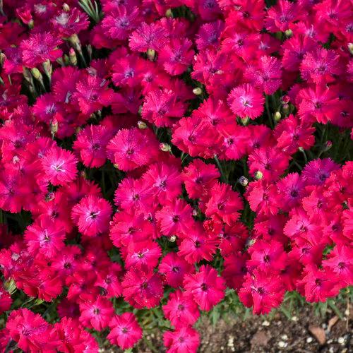 Dianthus Paint the Town Red