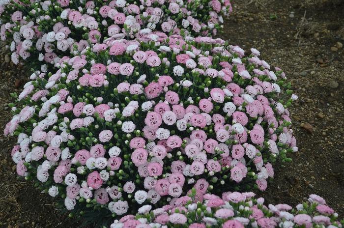 Dianthus Pretty Poppers® Appleblossum Burst
