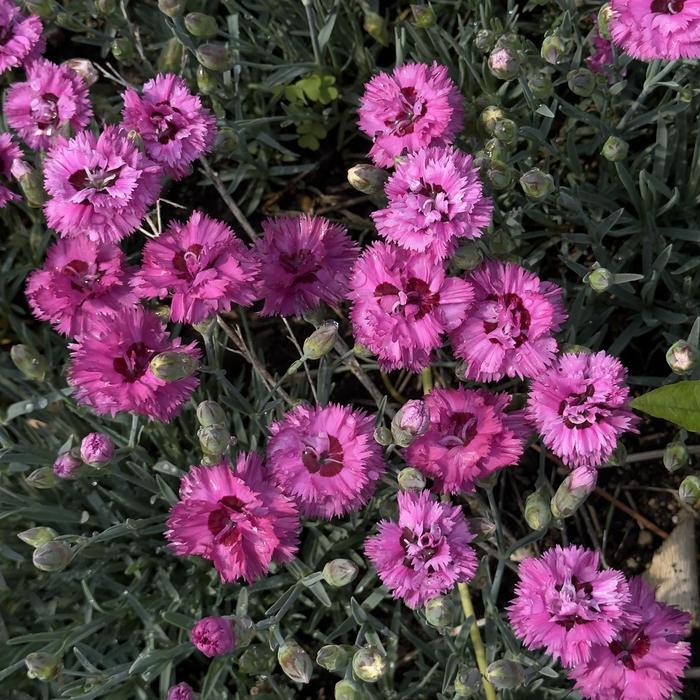 Dianthus Pretty Poppers® Goody Gumdrops