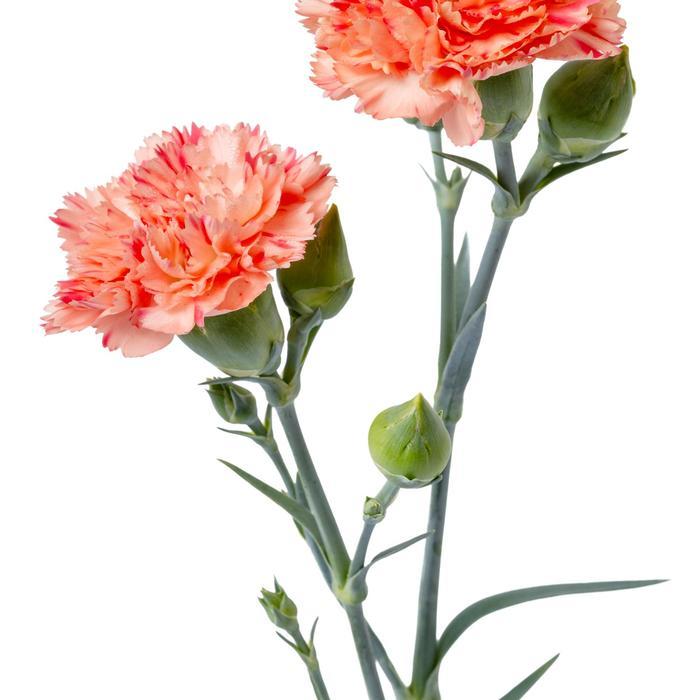 Dianthus Scent First® Orange Sparkler