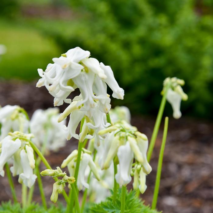 Dicentra White Diamonds